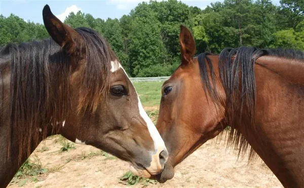 Bella and her niece, Mud.