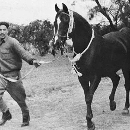 Anter 1946 Straight Egyptian Arabian Stallion.