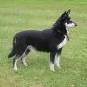 Lapponian Herder