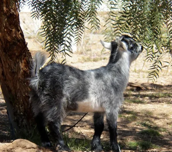 Animal Haven Ben Hur