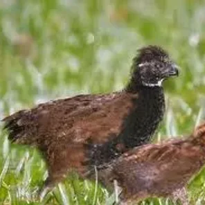 Black-breasted Wood Quail