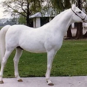 PALAS