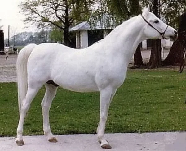 PALAS