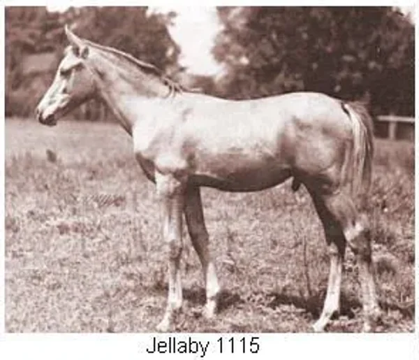 Jellaby
