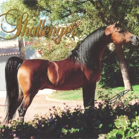 SHAHLLENGER