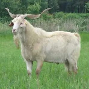 Kiko Goat