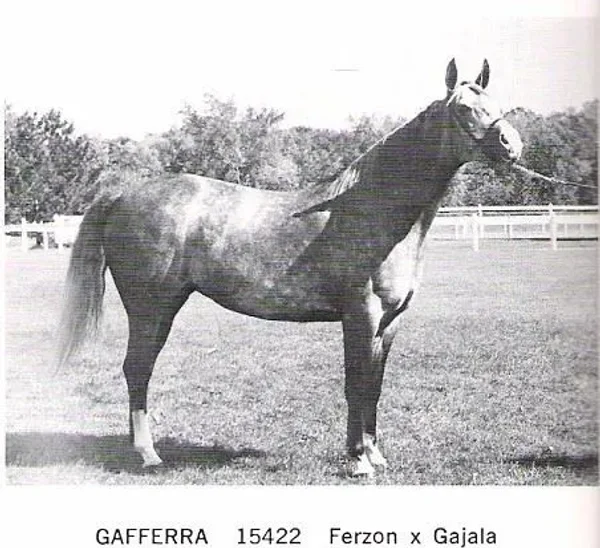 GAFFERRA
