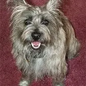 Cairland Terrier (Designer Dog)