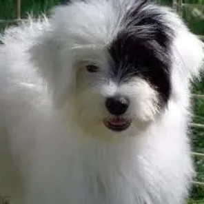 Powderpap (Designer Dog)
