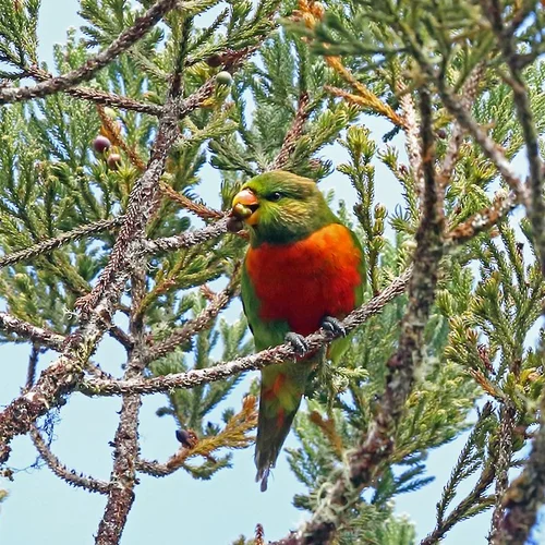 Bird
