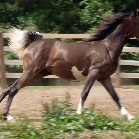 Bellatriks Dreams (Khartoon Khlassic x Blue Angel Dreams) 2013 Purebred sabino Arabian