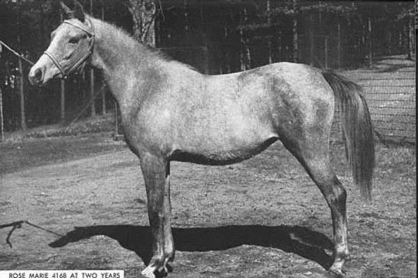 ROSE MARIE #4168 (*Raffles x Rodetta) 1947 grey mare