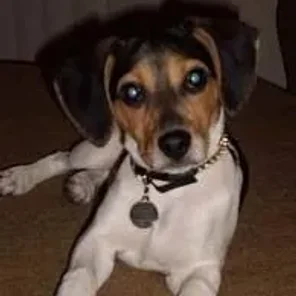 Raggle (Designer Dog)
