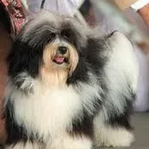 Havanese