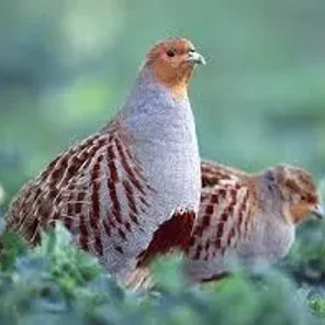 Grey Partridge