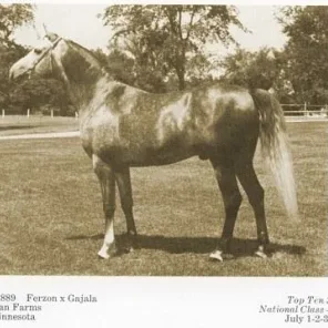 The legacy of a renowned breeder…Mr Daniel C. Gainey, Part 1 of 2