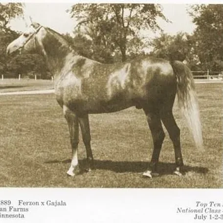For the next three decades horses such as Gazon, Galatina, Raffon, Gavrelle, Gai Adventure, Gaizon, Ga-Rageyma, Gafferra, Ga-Gajala, Shar Mar Ferzay and Gai Champion became famous in their own right and helped perpetuate the Gainey "look".