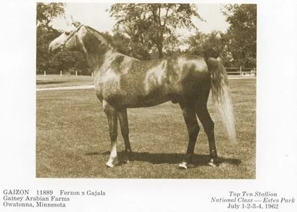 For the next three decades horses such as Gazon, Galatina, Raffon, Gavrelle, Gai Adventure, Gaizon, Ga-Rageyma, Gafferra, Ga-Gajala, Shar Mar Ferzay and Gai Champion became famous in their own right and helped perpetuate the Gainey "look".