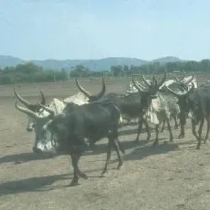 Danakil