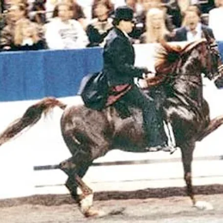 MHR Nobility one of my all-time favorite National Champion Park Horses!!!