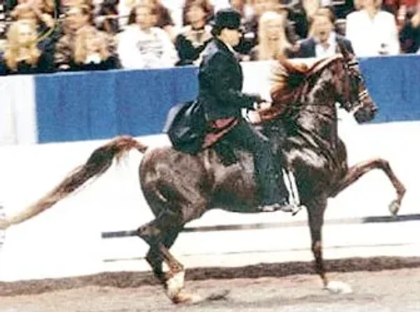 MHR Nobility one of my all-time favorite National Champion Park Horses!!!