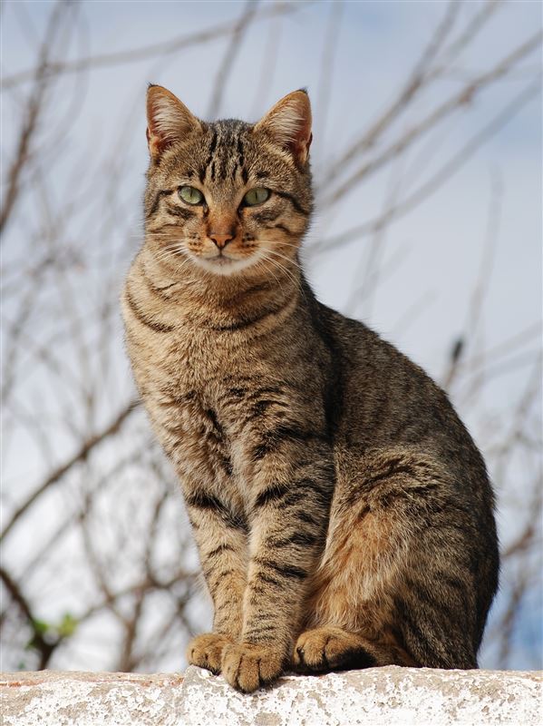 The Tabby Cat is Not a Breed but a Pattern!