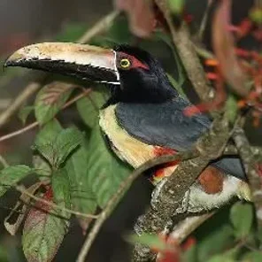 Toucan