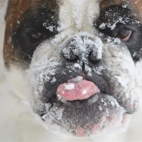 Animals in Winter - the contrast creates some of the most beautiful pallets
