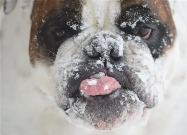 Animals in Winter - the contrast creates some of the most beautiful pallets