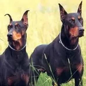 Doberman Pinscher