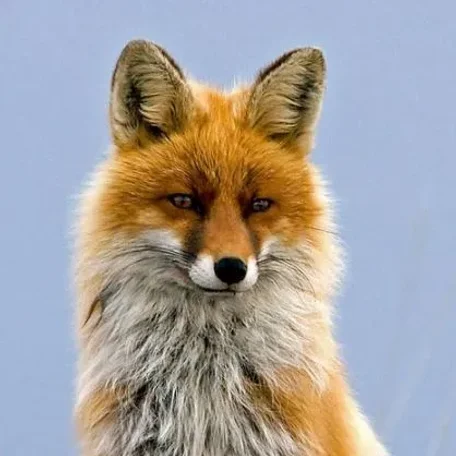 Lyme Disease’s Worst Enemy? It Might Be Foxes