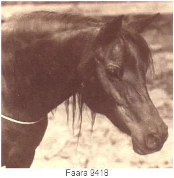 Faara