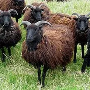 Hebridean