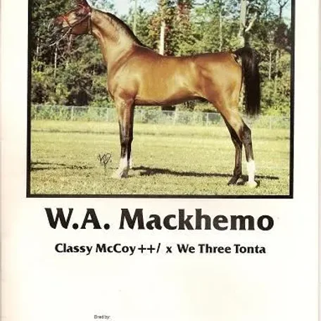 Classy McCoy