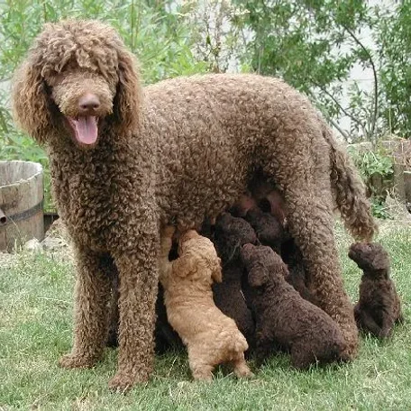 Beautiful, sophisticated, and intelligent, the Poodle stands out in the crowd.
