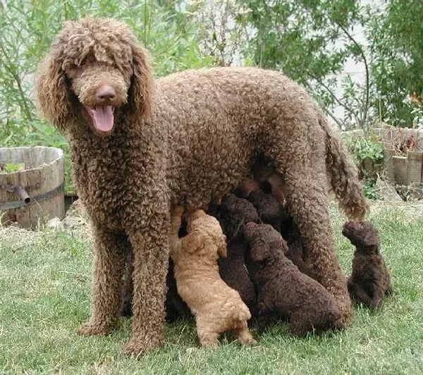 Beautiful, sophisticated, and intelligent, the Poodle stands out in the crowd.