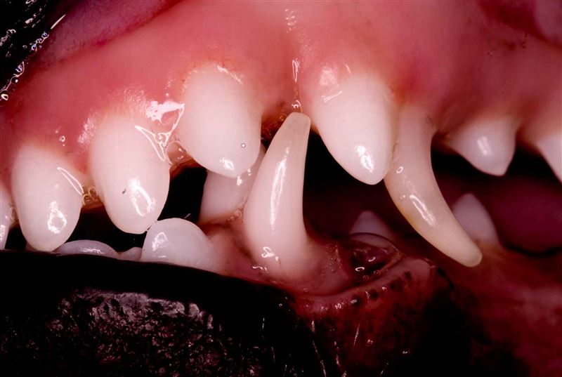 10 Tips for Better Dental Health in Dogs - Part 2
