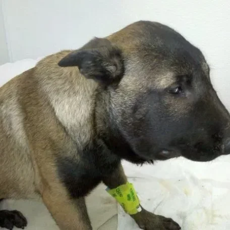 Snake bite and your Pets! Danger!