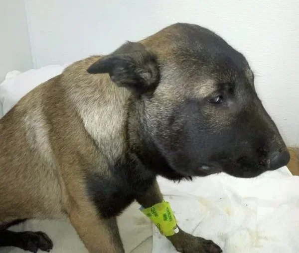 Heart of Minnesota Animal Shelter