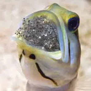 Jawfish