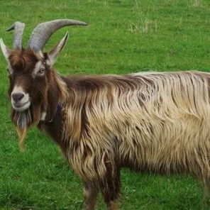 Toggenburg Goat