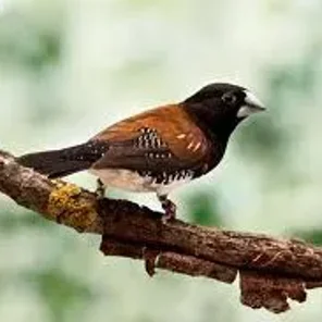 Rufous-Backed Manakin