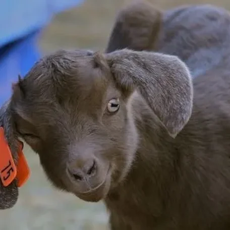 The Kiko Goat originated from New Zealand by crossing feral goats with dairy goats in the 1980s.