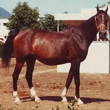 Molva