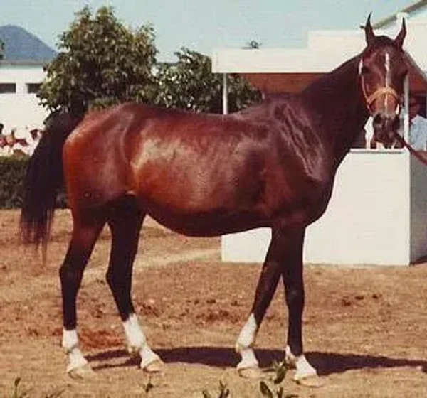 Molva