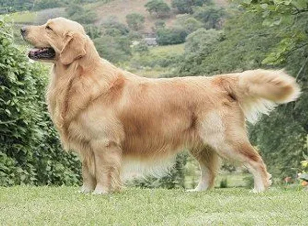 Smart, good-natured, and eager to please, the Golden Retriever excels as a family companion and working dog.