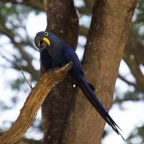 Macaw