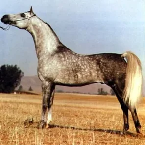 PYRRUS