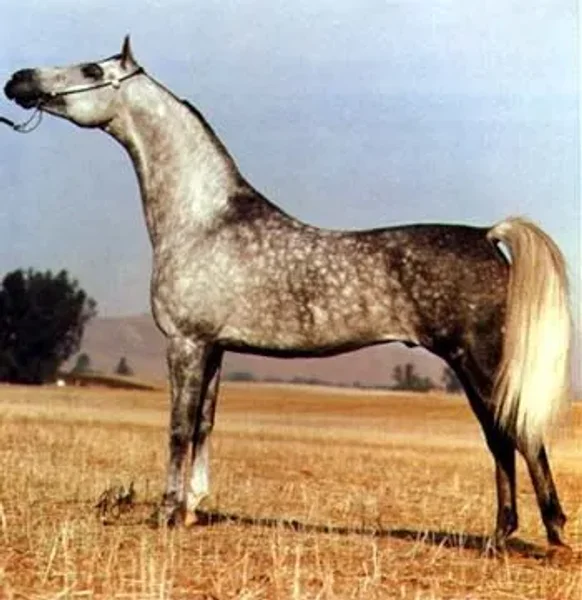 PYRRUS