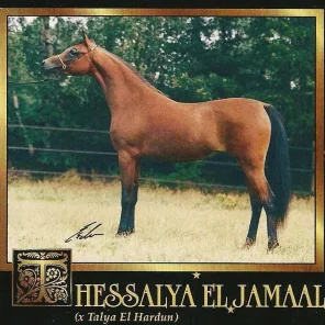 Thessalya El Jamaal